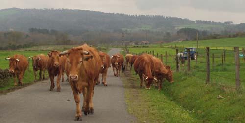 vacas tractor iglesia